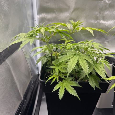 Fat Banana Auto #1 -89g growlog photo: 23:52