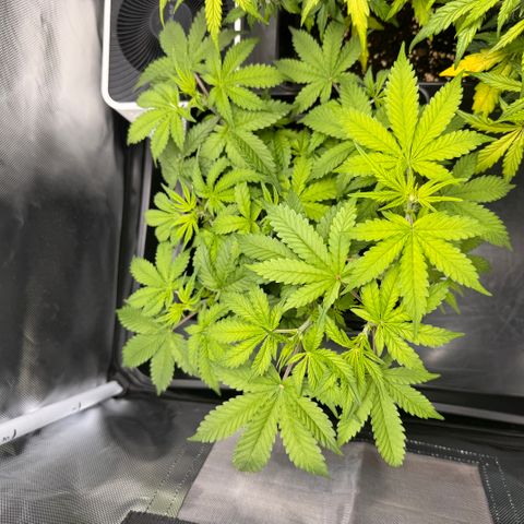 Fat Banana Auto #1 -89g growlog photo: 23:52