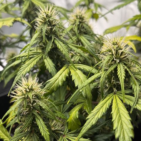 Cookies Gelato Auto #1 -41,5g growlog photo: 23:53