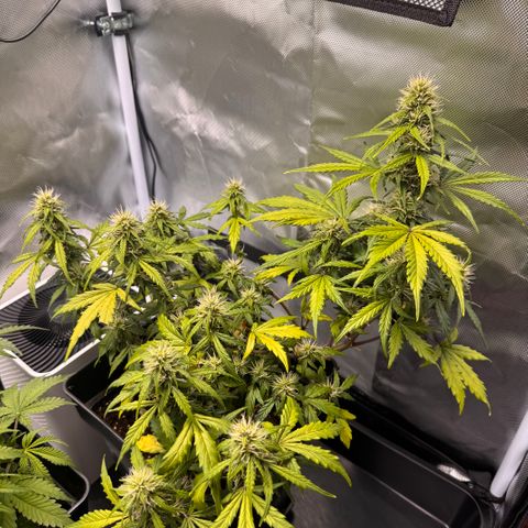 Cookies Gelato Auto #1 -41,5g growlog photo: 23:53