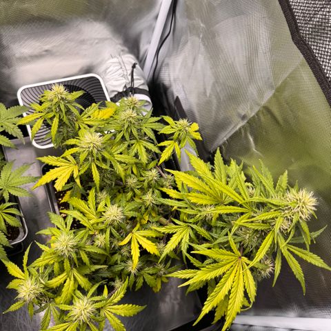 Cookies Gelato Auto #1 -41,5g growlog photo: 23:53