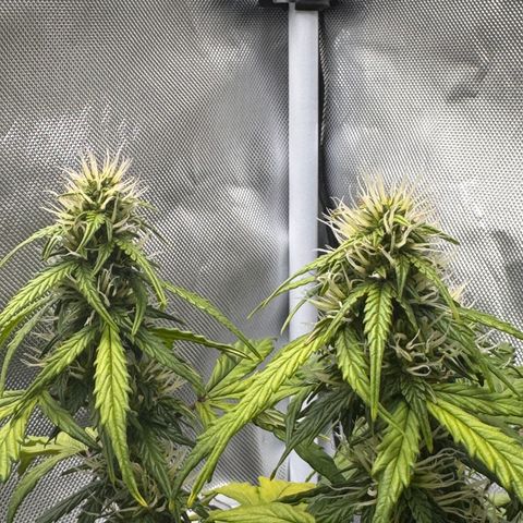 Cookies Gelato Auto #1 -41,5g growlog photo: 23:53