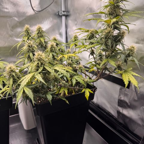 Cookies Gelato Auto #1 -41,5g growlog photo: 23:53