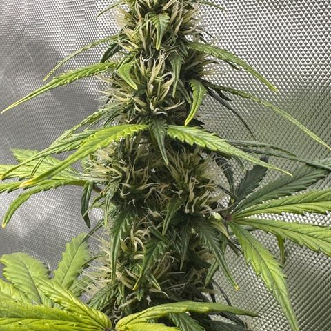 Cookies Gelato Auto #1 -41,5g growlog photo: 23:53