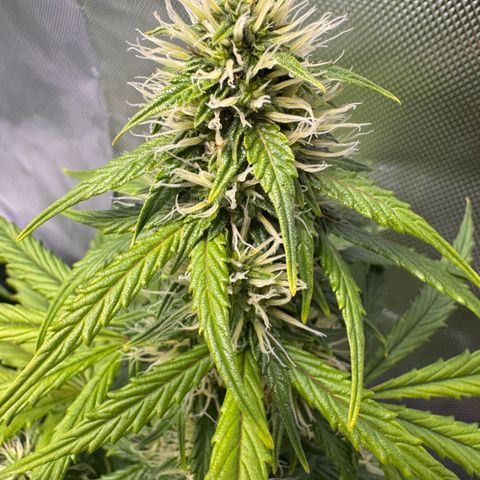Cookies Gelato Auto #1 -41,5g growlog photo: 23:53