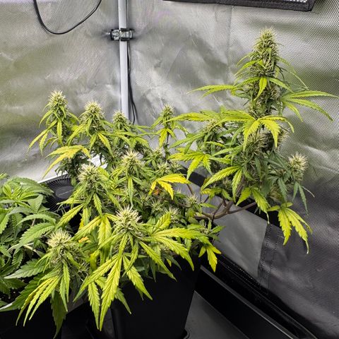 Cookies Gelato Auto #1 -41,5g growlog photo: 11:20