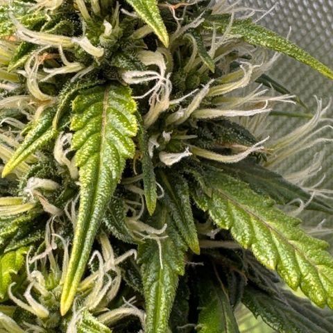 Cookies Gelato Auto #1 -41,5g growlog photo: 11:20