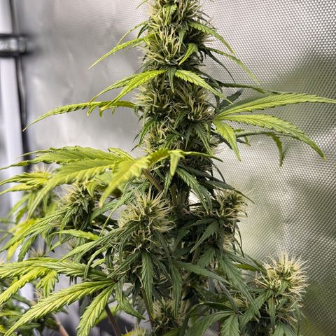 Cookies Gelato Auto #1 -41,5g growlog photo: 11:20