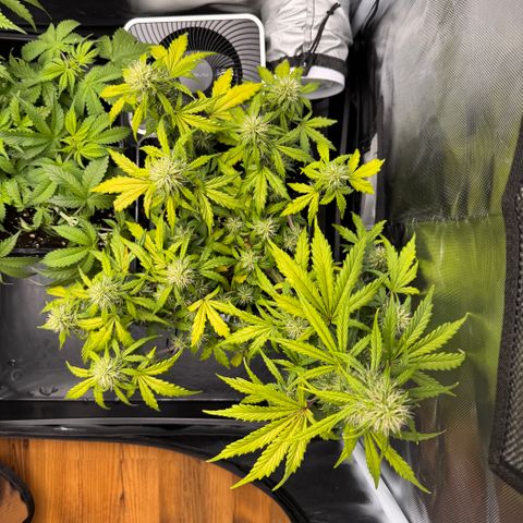 Cookies Gelato Auto #1 -41,5g growlog photo: 11:20