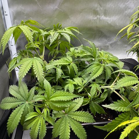 Fat Banana Auto #1 -89g growlog photo: 11:20