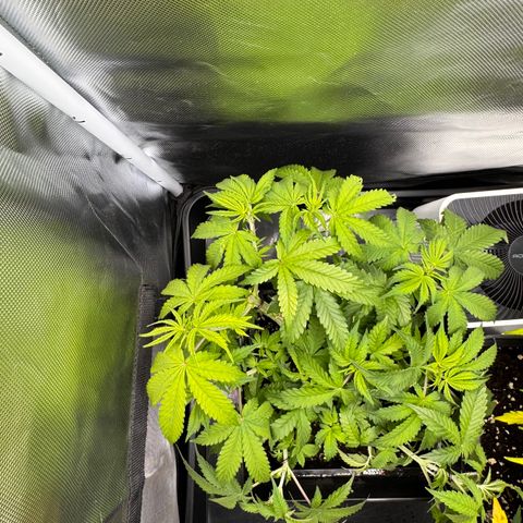 Fat Banana Auto #1 -89g growlog photo: 11:20