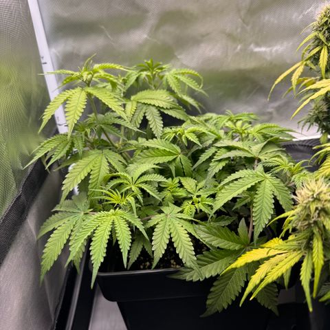 Fat Banana Auto #1 -89g growlog photo: 12:30