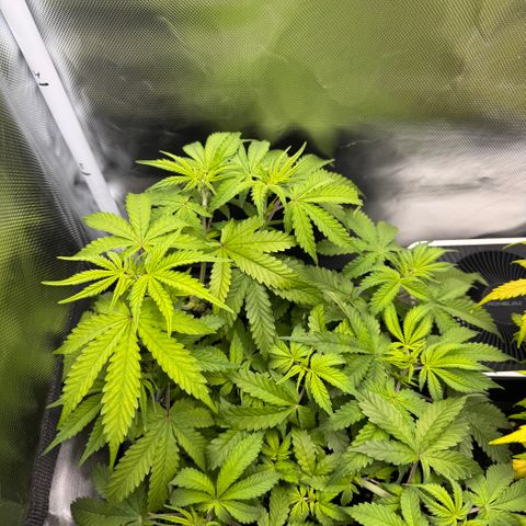 Fat Banana Auto #1 -89g growlog photo: 12:30
