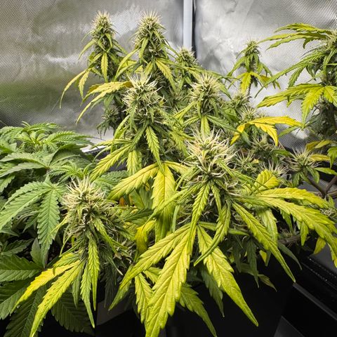 Cookies Gelato Auto #1 -41,5g growlog photo: 12:30