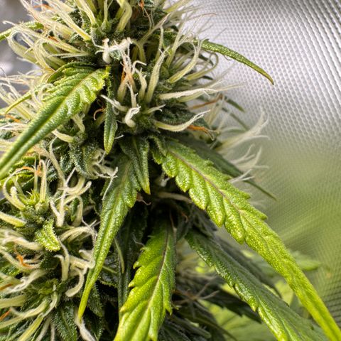 Cookies Gelato Auto #1 -41,5g growlog photo: 12:30
