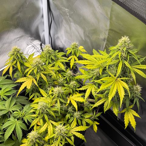 Cookies Gelato Auto #1 -41,5g growlog photo: 12:30