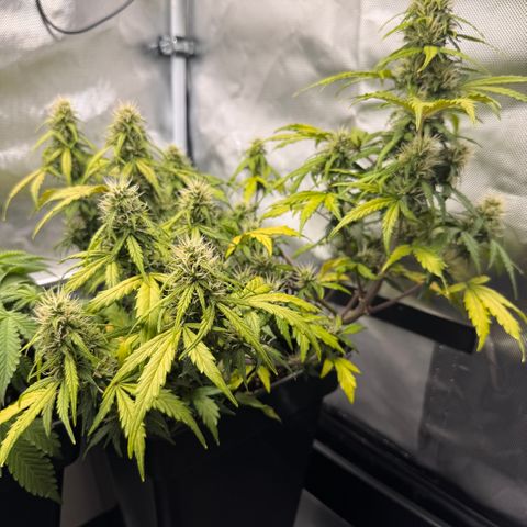 Cookies Gelato Auto #1 -41,5g growlog photo: 12:30