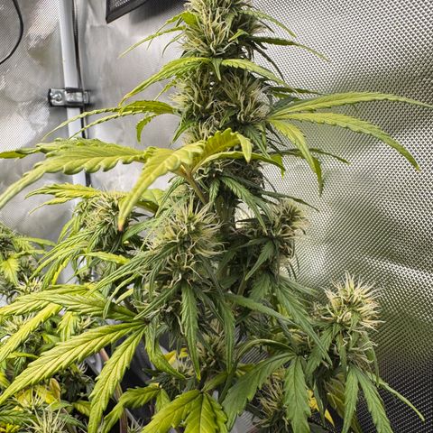 Cookies Gelato Auto #1 -41,5g growlog photo: 12:30