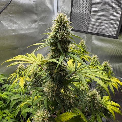 Cookies Gelato Auto #1 -41,5g growlog photo: 10:35