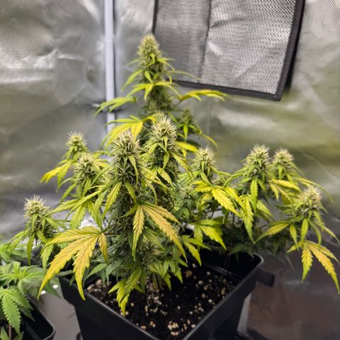 Cookies Gelato Auto #1 -41,5g growlog photo: 10:35