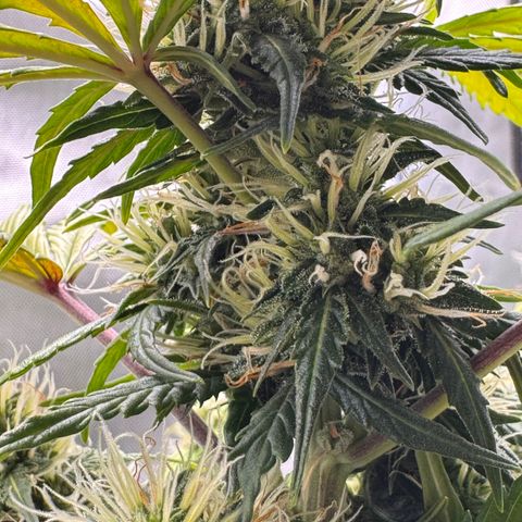 Cookies Gelato Auto #1 -41,5g growlog photo: 10:35