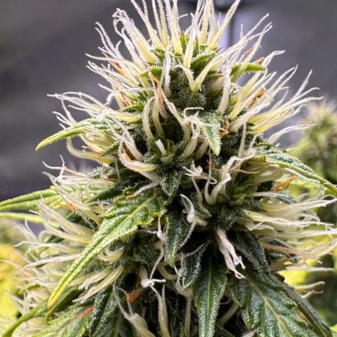 Cookies Gelato Auto #1 -41,5g growlog photo: 10:35