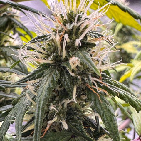 Cookies Gelato Auto #1 -41,5g growlog photo: 10:35