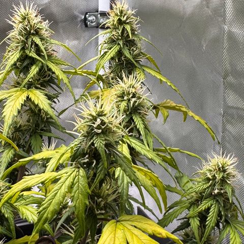 Cookies Gelato Auto #1 -41,5g growlog photo: 10:35
