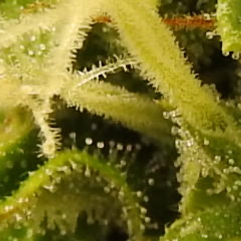 Cookies Gelato Auto #1 -41,5g growlog photo: 10:00