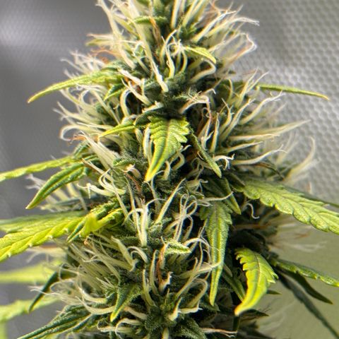 Cookies Gelato Auto #1 -41,5g growlog photo: 10:00