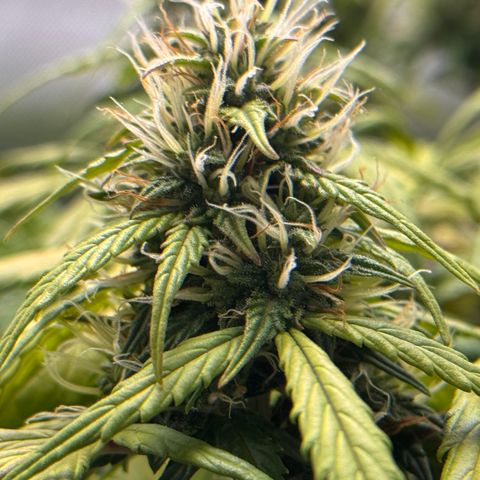Cookies Gelato Auto #1 -41,5g growlog photo: 10:00