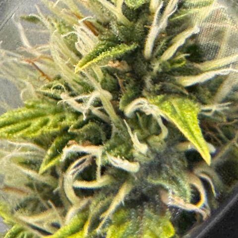 Cookies Gelato Auto #1 -41,5g growlog photo: 10:00
