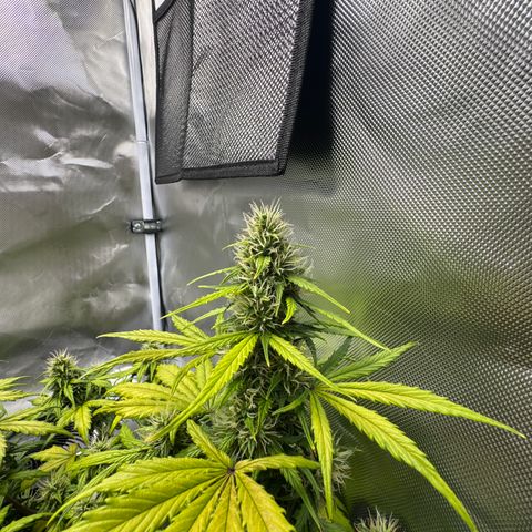Cookies Gelato Auto #1 -41,5g growlog photo: 10:00