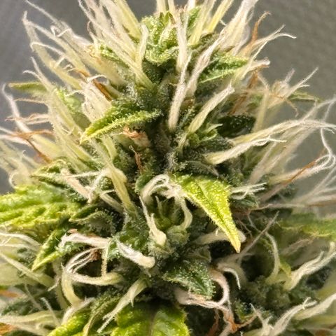Cookies Gelato Auto #1 -41,5g growlog photo: 10:00
