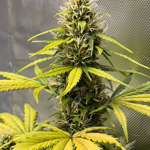 Cookies Gelato Auto #1 -41,5g growlog photo: 10:00