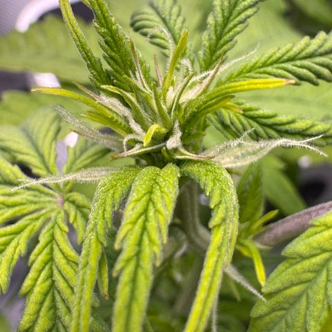 Fat Banana Auto #1 -89g growlog photo: 21:48