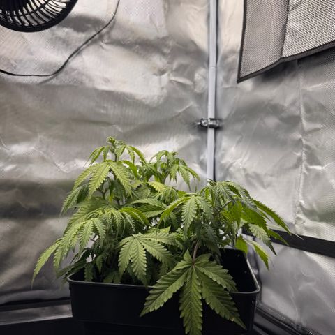 Fat Banana Auto #1 -89g growlog photo: 21:48