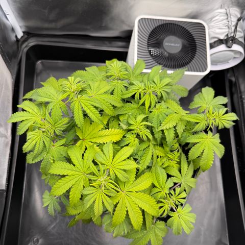 Fat Banana Auto #1 -89g growlog photo: 21:48
