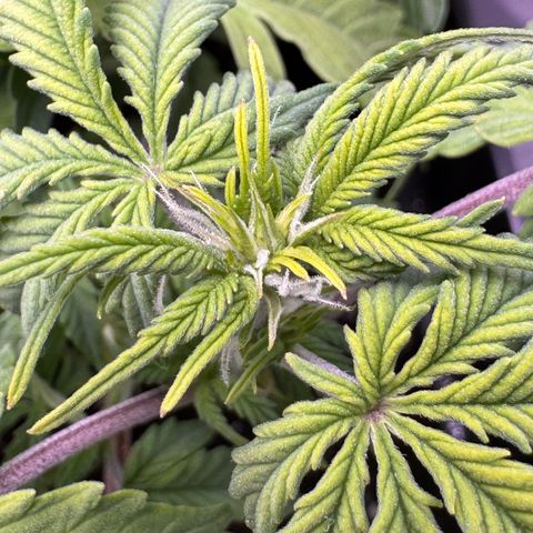 Fat Banana Auto #1 -89g growlog photo: 21:48