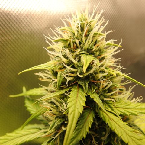 Cookies Gelato Auto #1 -41,5g growlog photo: 21:40