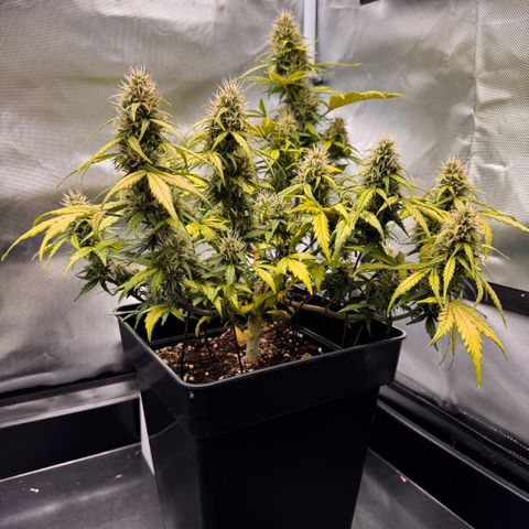 Cookies Gelato Auto #1 -41,5g growlog photo: 21:40