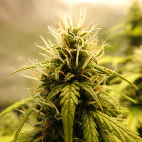 Cookies Gelato Auto #1 -41,5g growlog photo: 21:40
