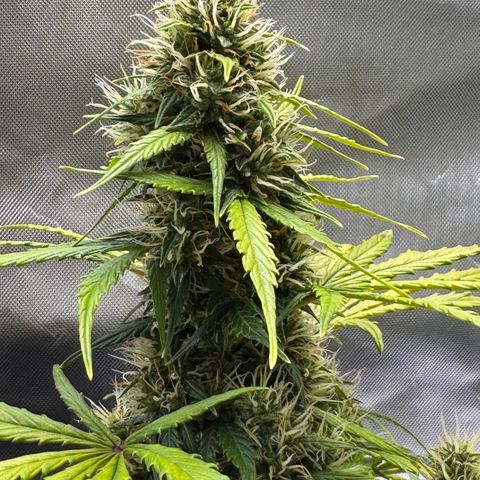 Cookies Gelato Auto #1 -41,5g growlog photo: 21:40