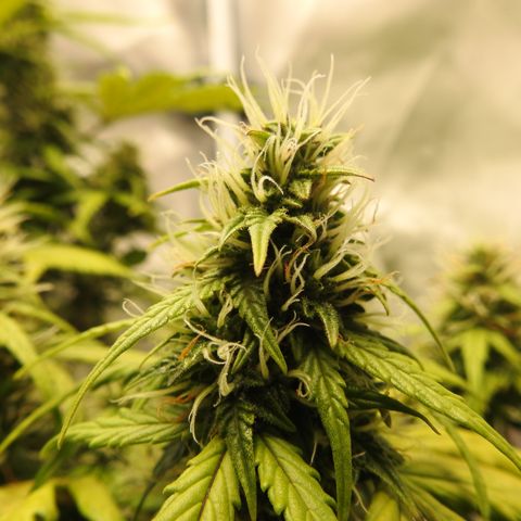 Cookies Gelato Auto #1 -41,5g growlog photo: 21:40