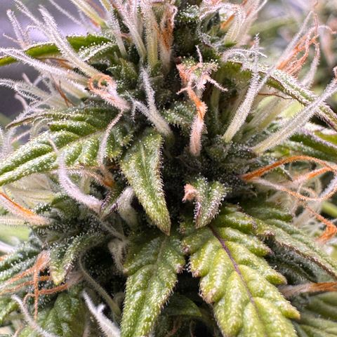 Cookies Gelato Auto #1 -41,5g growlog photo: 21:40