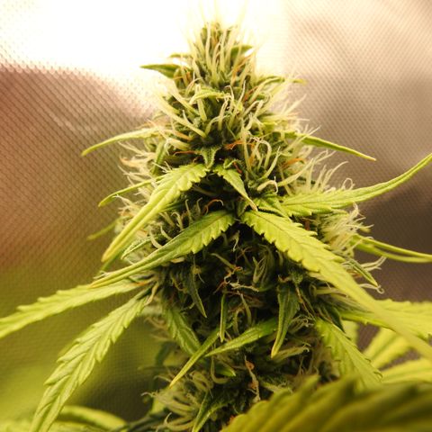Cookies Gelato Auto #1 -41,5g growlog photo: 21:40