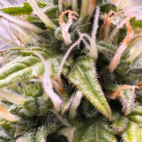 Cookies Gelato Auto #1 -41,5g growlog photo: 21:40