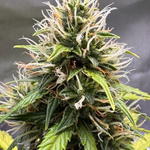 Cookies Gelato Auto #1 -41,5g growlog photo: 21:40