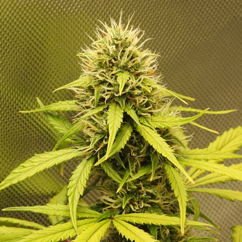 Cookies Gelato Auto #1 -41,5g growlog photo: 21:40