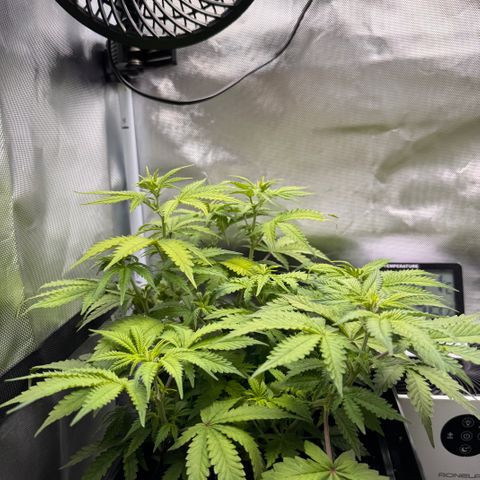 Fat Banana Auto #1 -89g growlog timeline photo